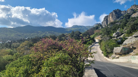Panoramic view of a mountain road in the Simeiz area, Crimea. On the right in the frame is an asphalt road going into the mountains, surrounded by rock formations and greenery. In the center of the composition is a flowering tree with pink-purple flowers against the backdrop of a dense forest. In the distance, a magnificent view of forested mountains opens up, under a blue sky with lush white clouds. The natural scene is filled with light, silence and an atmosphere of spring tranquility.の写真素材