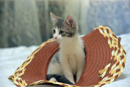 An adorable gray and white kitten sits, peeking out from under a large brown straw hat visor with a decorative edging of woven yellow and light ribbons. The baby looks away with a curious and slightly wary expression. Soft daylight highlights the fluffy white chest and delicate features of the muzzle. The background is blurred, with abstract patterns, which focuses attention on the kitten and creates a cozy, warm atmosphere.の写真素材