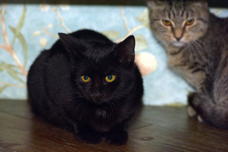 A black shorthaired cat with shiny, smooth fur and bright yellow eyes, looking intently at the...