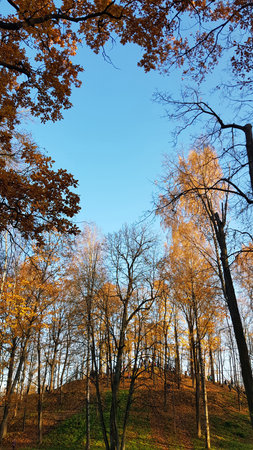 An autumn park with a hill covered in colorful foliage. Tall trees grow on the slopes, some of which have already shed their leaves, while others are still adorned with golden and orange crowns. Soft rays of sun shine through the branches, creating a warm glow and a play of shadows on the grass and fallen leaves. There are no clouds in the clear blue sky, which enhances the contrast between the sky and the autumn colors. At the top of the hill, silhouettes of people can be seen strolling and enjoying the sunny day.の写真素材