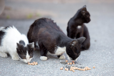 three stray cats of different ages and colors. In the foreground, a black and white kitten and an adult black and white cat are eating small pieces of food scattered on the asphalt. In the background, slightly blurred, another black cat with a white spot on his chest is visible, sitting and looking away. The scene conveys the moment of feeding homeless animals, demonstrating their vulnerability and dependence on human help.の写真素材