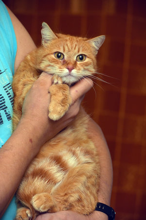 a red fluffy cat with large expressive eyes. The animal is in the arms of a person dressed in a blue...