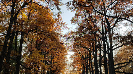 a picturesque alley in the autumn forest. Tall trees with black trunks form an arch over the path,...