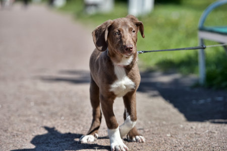 young medium-sized puppy on a leash. The dog is standing on an asphalt path on a sunny day, against...