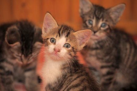 three small kittens indoors. In the center of the frame is a kitten with expressive blue eyes, a...