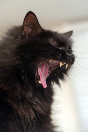 A close-up of a black, fluffy cat with its mouth wide open. Sharp fangs and a pink tongue are visible, giving the impression of a growl or yawn. The thick fur glistens in the light, highlighting the contrast with the pronounced teeth and the inside of the mouth. The image conveys dynamism and emotion: a combination of wildness and domesticity. Ideal for animal themes, the predatory instincts of cats, humorous illustrations, or the concept of strength and grace.の写真素材