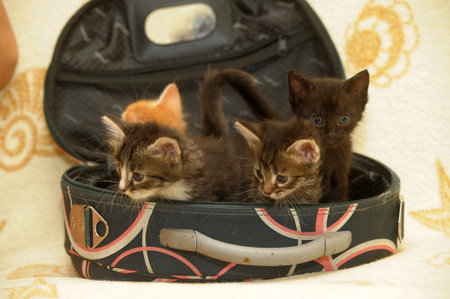 little kittens sitting in an open suitcase. Four babies are visible at once: two striped with white markings, one ginger and one black kitten. They curiously look out, creating a cute and touching scene. The suitcase is dark in color with a geometric pattern and a light handle, stands against the background of a soft blanket with yellow patterns. The atmosphere of the photo is filled with warmth, comfort and a sense of home care.の写真素材