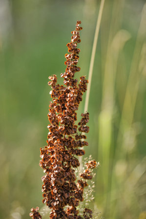 A close-up of a wild plant against a green meadow background. The photo shows a stem with many dry...