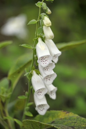 Close-up of white foxglove flowers. The photo shows a vertical inflorescence stem with tubular bell-shaped flowers, inside which purple specks are noticeable. The petals are delicate, snow-white, with smooth curves that create an elegant and sophisticated shape. The background is blurred, green, which emphasizes the beauty and fragility of the plant. Foxglove is an ornamental and medicinal plant, known for its beautiful inflorescences and poisonous properties.の写真素材