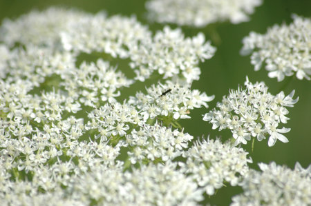 A close-up of white inflorescences of a wild plant against a background of softly blurred green...