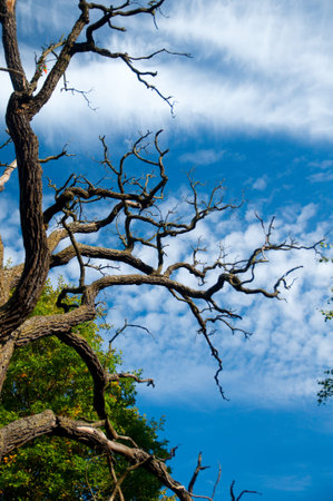 close-up shows an old tree with a powerful, partly dry trunk and spreading curved branches reaching...