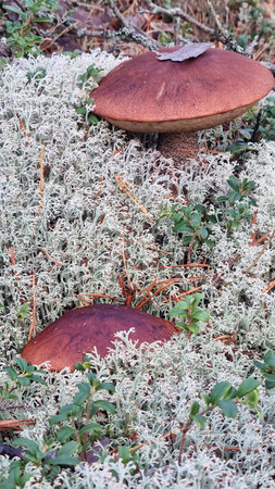 two forest mushrooms growing among a thick carpet of lichens and green shoots of lingonberry. The...