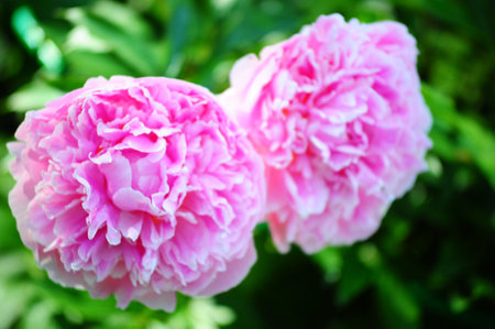 two large lush peony flowers of a soft pink color. Their petals form dense multi-layered inflorescences with soft wavy edges, creating the effect of airiness and lightness. In the background there is blurred green foliage, which emphasizes the brightness and richness of the pink hue. The photo conveys the beauty of a summer garden, the sophistication and romance inherent in these flowers.の写真素材