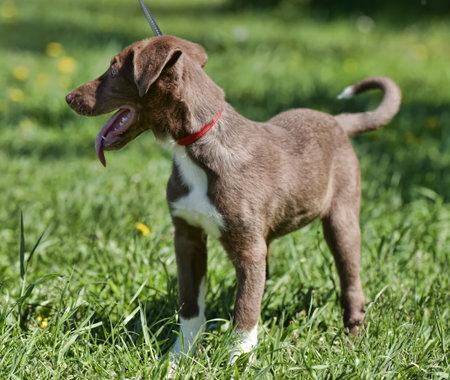 a young brown puppy with white markings on his chest and paws. He stands on green grass with his tongue hanging out, as if after an active walk or game. The dog has a red collar around his neck, to which a leash is attached. The puppy has a thin build, long paws and a wary, interested look to the side. The background of the photo is a bright sunny lawn with grass and yellow flowers. The picture conveys the joy, energy and activity of a pet in the fresh air.の写真素材