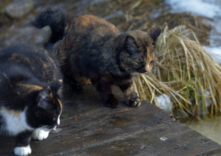 two tortoiseshell stray cats on a wooden platform near water and dry grass. One cat with a dark...