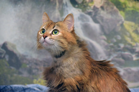 A beautiful long-haired cat with reddish-gold fur and expressive bright green eyes. The animal looks up with curiosity, creating the impression of attentiveness and liveliness. Its fluffy fur looks well-groomed and soft, and the light chin and dark stripes on the muzzle emphasize the expressive features. The background is blurred, reminiscent of a landscape with stones and greenery, which adds naturalness and artistry to the photo. The photo conveys the warmth and charm of a pet.の写真素材