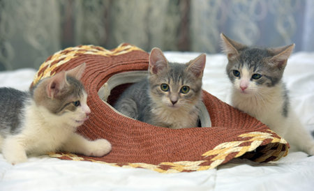 Three cute kittens playing with a woven straw hat. One kitten is nestled inside the hat, looking out with curiosity, while the other two are watching intently nearby. The scene is shot in a home environment on a soft, light blanket. The focus on the kittens' expressive eyes and their fluffy fur creates an atmosphere of coziness, warmth and playfulness. The shot perfectly conveys the tenderness, friendship and curious nature of small animals.の写真素材