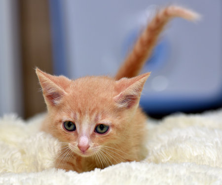 A charming ginger kitten with a white chest and expressive blue eyes stands on a soft white blanket, looking straight at the camera. His face is full of curiosity and trust, and the background softly blurs the environment, focusing attention on the baby. An ideal image for themes related to pets, care, comfort and family warmth.の写真素材