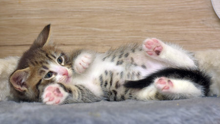 A cute tabby kitten lies on its back on a soft surface, stretching out its paws and showing off its...