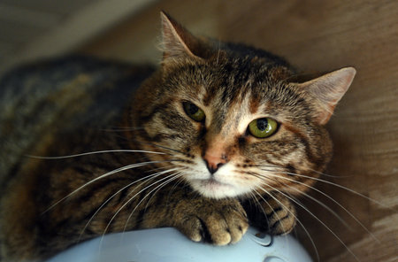 A beautiful tabby cat with expressive green eyes, lying on a surface and looking straight at the camera. The close-up allows you to see in detail her soft fur, symmetrical pattern on her face and long white whiskers. The animal looks relaxed but attentive, conveying a sense of calm and home comfort. The background is softly darkened, which focuses attention on the cat. Great for themes: pets, comfort, care, veterinary, animal portraits, shelter and rescue.の写真素材