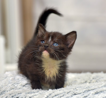 A small black and white kitten with blue eyes stands cheerfully on a soft fluffy blanket, looking up with interest and surprise. His fur is fluffy, his paws are slightly apart, his tail is raised - the frame is filled with life, curiosity and sincere childish energy. Great for themes related to animals, care, home comfort and a playful mood.の写真素材