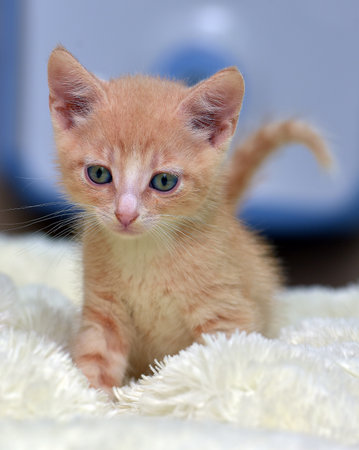 A charming ginger kitten with a white chest and expressive blue eyes stands on a soft white blanket, looking straight at the camera. His face is full of curiosity and trust, and the background softly blurs the environment, focusing attention on the baby. An ideal image for themes related to pets, care, comfort and family warmth.の写真素材