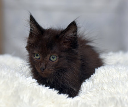 fluffy black kitten with green eyes sitting on a soft white rug. His gaze is directed upwards, creating a touching and slightly curious expression. The kitten looks well-groomed, cute and cozy. The light neutral background emphasizes his fur and gives the photo a feeling of home warmth. The photo is ideal for the topics: pets, love for animals, kittens, comfort, care, shelters and animal adaptation.の写真素材