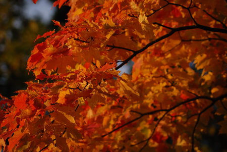 bright autumn maple leaves against a background of dark branches. The foliage shimmers with shades...