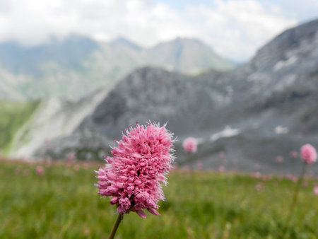 Polygonum bistorta in the Caucasus mountains
