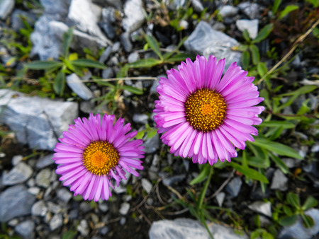 Erigeron speciosus in Caucasus mountainsの写真素材