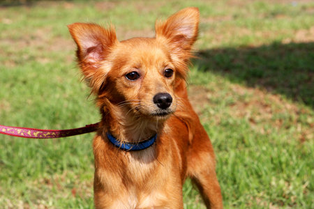 Close up photo of little foxy dogの写真素材