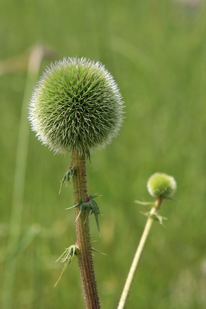 Green thistle on the fieldの写真素材