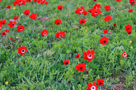 Spring meadow full of red anemones and fresh green grassの写真素材