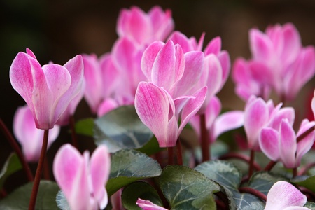 Beautiful pink cyclamen flowers in the garden の写真素材