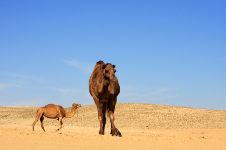 Photo of camels in the Negev desert, Israelの写真素材