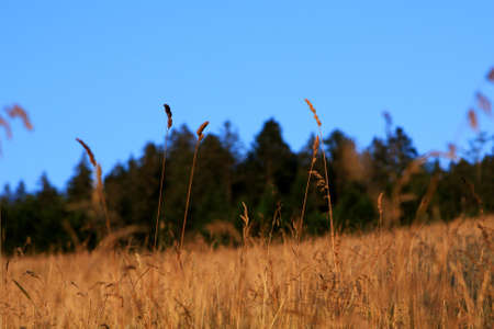 Close up of the grass at the meadowの写真素材