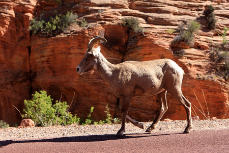 Wild goat on the road in Bryce canyon National Park, USAの写真素材