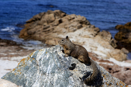 Ground squirrel at 17 Mile Drive, Pebble Beach, California.の写真素材