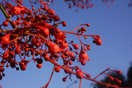 tree with red flowersの写真素材