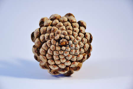 pine coneの写真素材