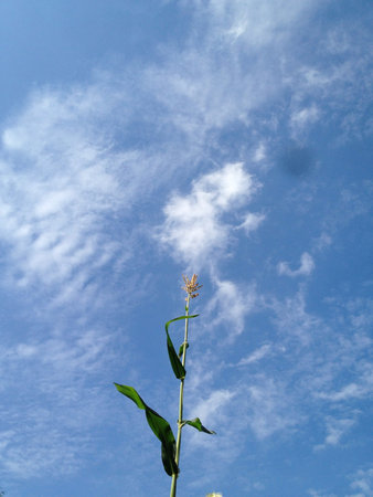 Corn stalk pointing to skyの素材