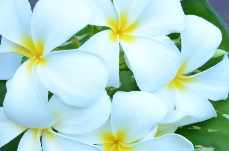 Tropical flowers frangipani  plumeria の写真素材