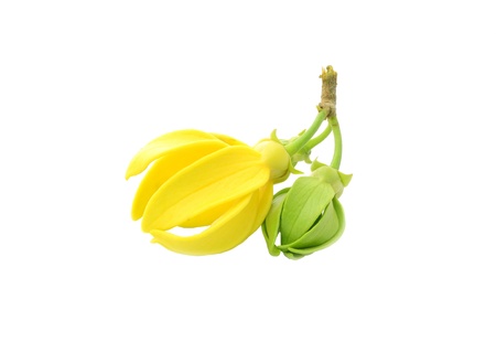 Dwarf ilang-ilang, Cananga odorata var  fruticosa, isolated on white backgroundの写真素材