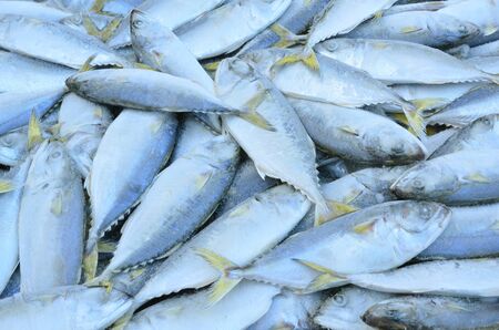 Fresh raw mackerel fish in market の写真素材