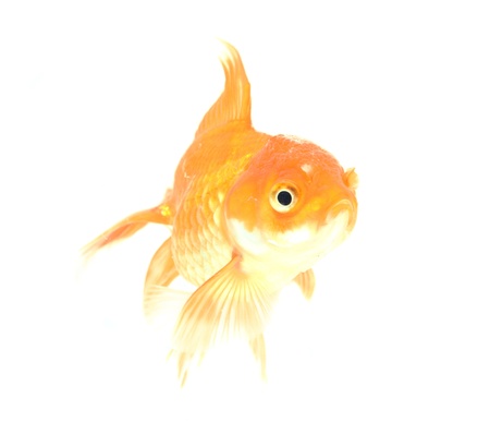 Gold fish  Isolation on the whiteの写真素材