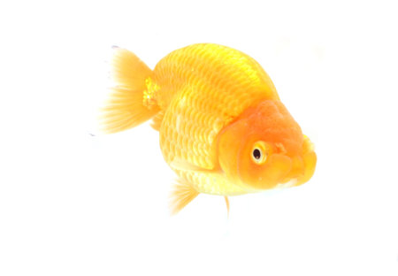 Gold fish. Isolation on the whiteの写真素材