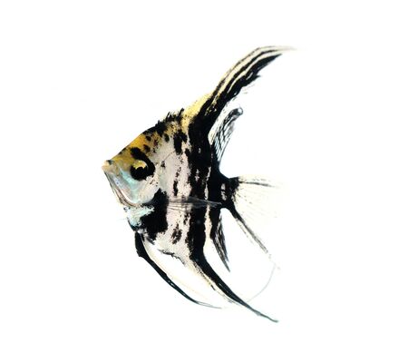 Angel fishの写真素材