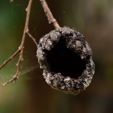 Noni fruit on the treeの写真素材