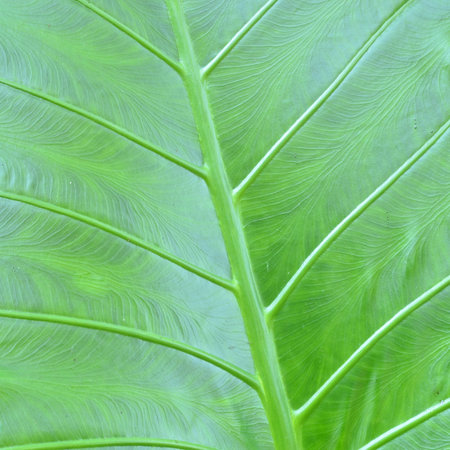 leaf texture