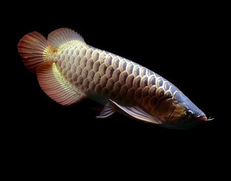 Asian Red Arowana fish on black backgroundの写真素材